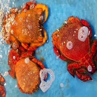 Cua huỳnh đế sống thiên nhiên